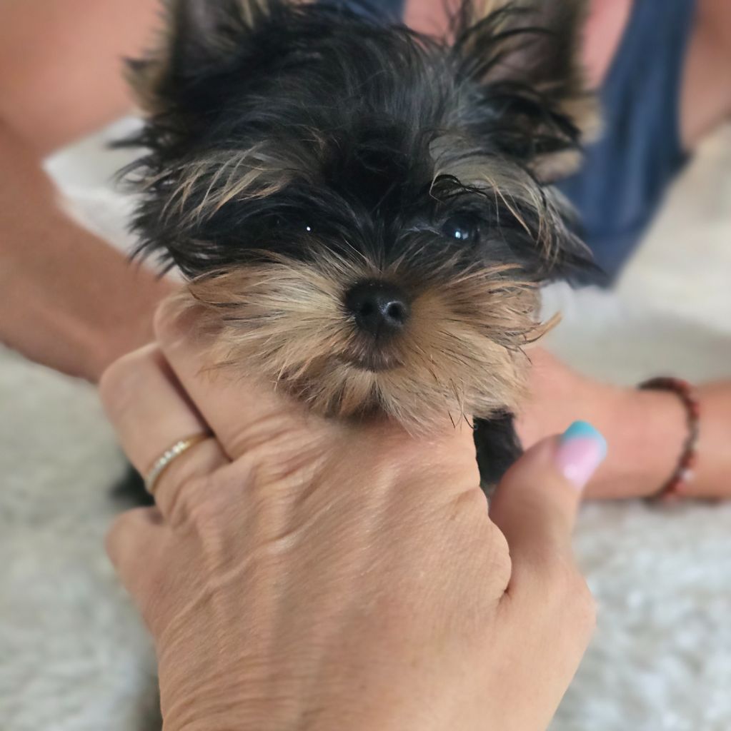 du clos Mayerland - Chiots disponibles - Yorkshire Terrier